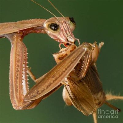 what to feed baby praying mantis How do we ensure the growth and health of these fascinating creatures?